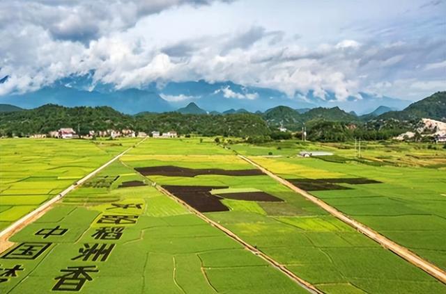 水稻品种适应性，不同地区种植，以及研究分析