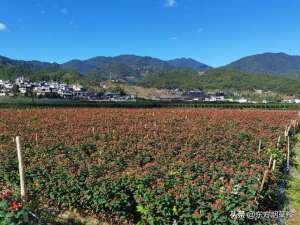 火龙珠种植基地(暖冬花卉独揽“美丽经济”)