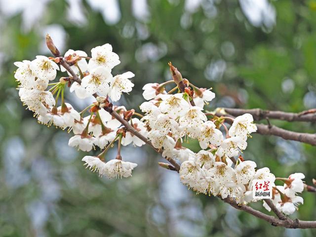 蒲江万亩樱桃花绽放引游客 花期持续至3月中旬