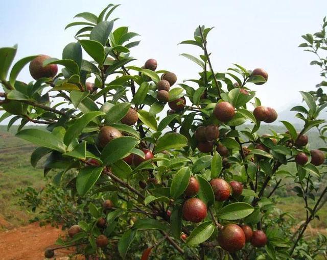 油茶高产高效栽培技术