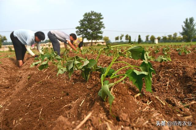 安徽农民种植红薯，处处精打细算，掌握窍门年赚6万元