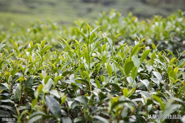 茶树良种种植管理技术，学到就是你的，还不来看吗？