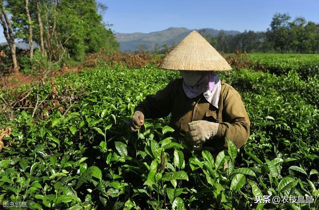 茶树良种种植管理技术，学到就是你的，还不来看吗？