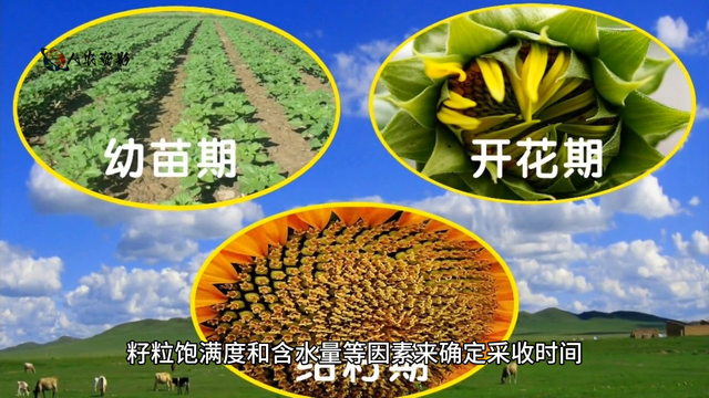 葵花科学种植技术指南#传播农业小知识