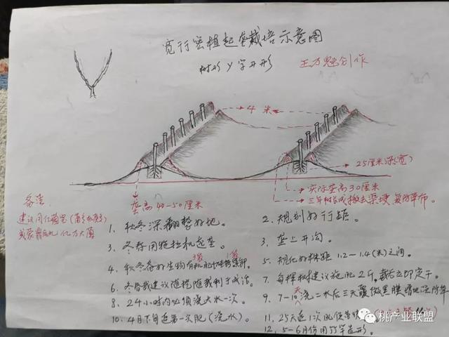 怎样栽植桃树为合理