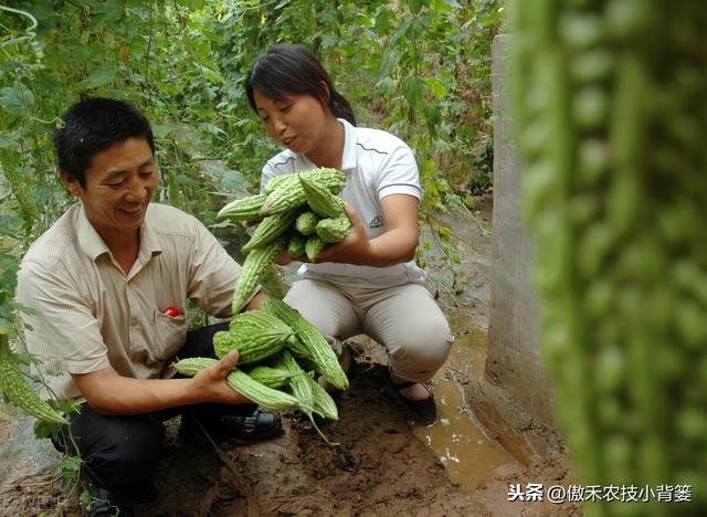 苦瓜如何种植才能更高产？防治苦瓜上的瓜实蝇有哪些好方法？