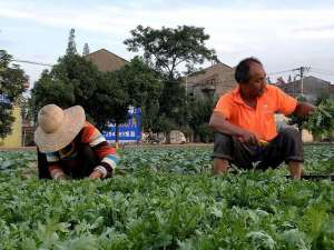 茼蒿 种植(“皇帝菜”茼蒿，三伏天就能种植，一个夏天收获四、五茬)