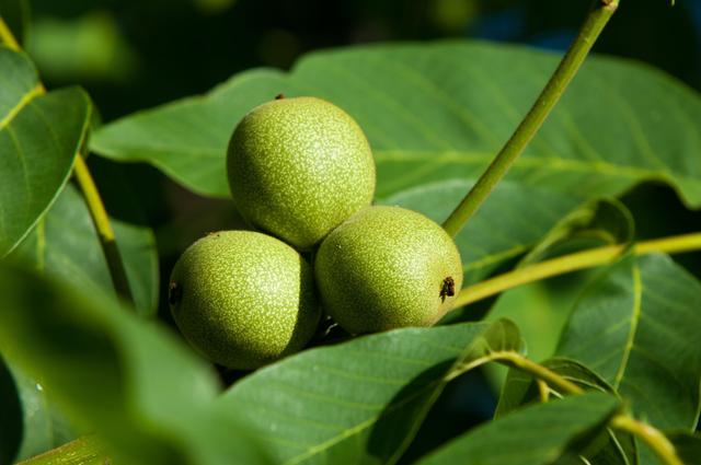 核桃种植你抓住要点了吗？来学学核桃绿色栽培管理技术，建议收藏