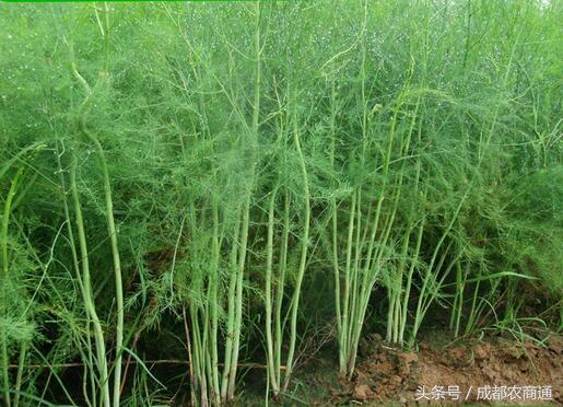 芦笋种植栽培技术说明