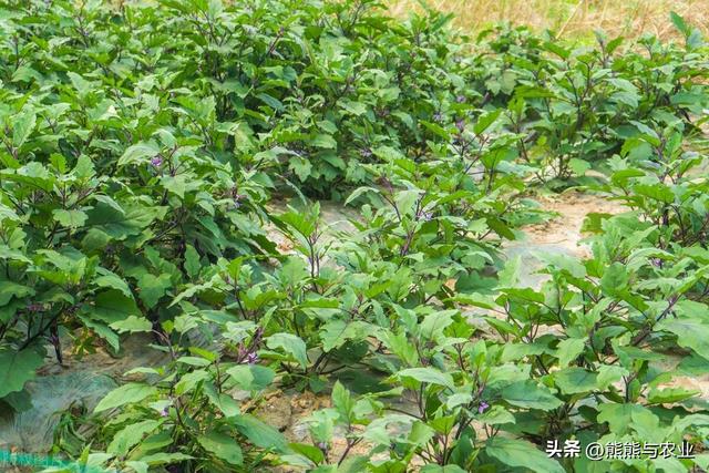 种植茄子，西红柿，黄瓜，什么时候施肥好？施几次肥？