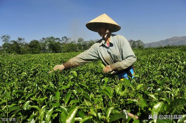 茶树良种种植管理技术，学到就是你的，还不来看吗？