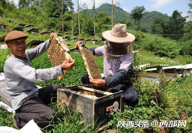 陕西宁强：发展特色产业促农增收