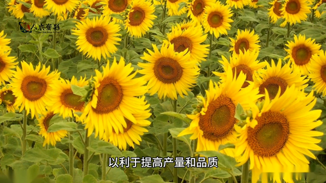 葵花科学种植技术指南#传播农业小知识