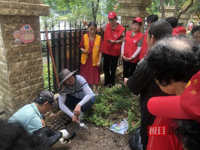 让月季花扮靓居民生活，武汉市东湖高新区城管邀请“花仙子”播撒鲜花