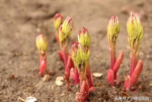 阳台种芍药，一个枝条一块根就能种，开花艳丽大气，来年花开爆盆