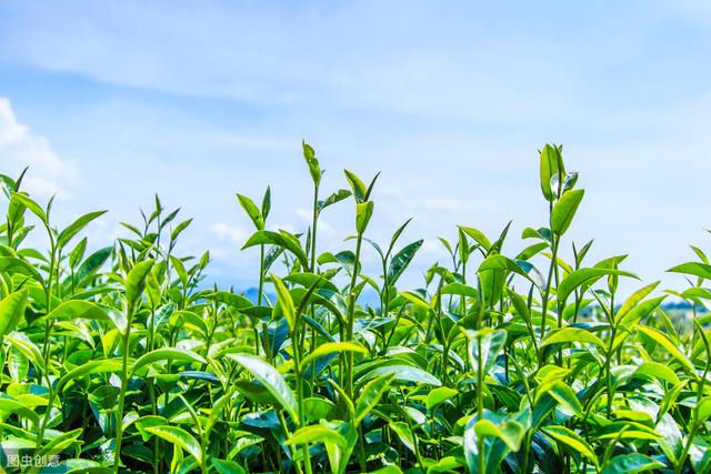 茶园如何合理种植茶树，合理的密植，是茶叶高产的关键