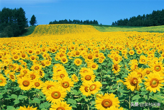 种植向日葵是个细心活，这五个方面能做好，效益差不了