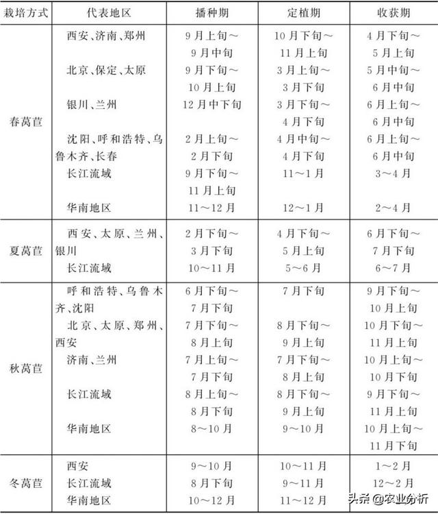 绿色莴苣标准化生产技术，有机种植，更加高产简单