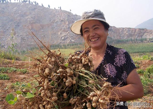 花生种植技术与管理指南！你了解多少？