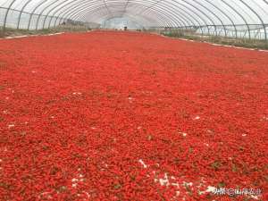 种植枸杞亩产量(山丹：位奇镇枸杞喜获丰收)