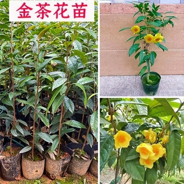 茶族皇后金花茶：浅析金茶花花株栽培及病虫害防治