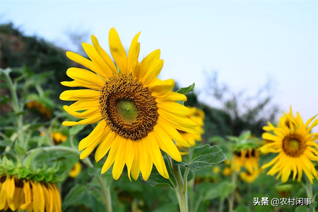 种植向日葵是个细心活，这五个方面能做好，效益差不了