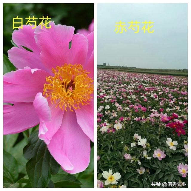 中药材芍药涨价，农民分不清白芍和赤芍，盲目种植会影响效益吗