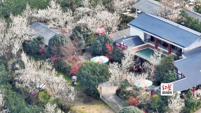 蒲江万亩樱桃花绽放引游客 花期持续至3月中旬