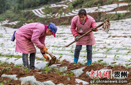 黔西：初夏辣椒种植忙