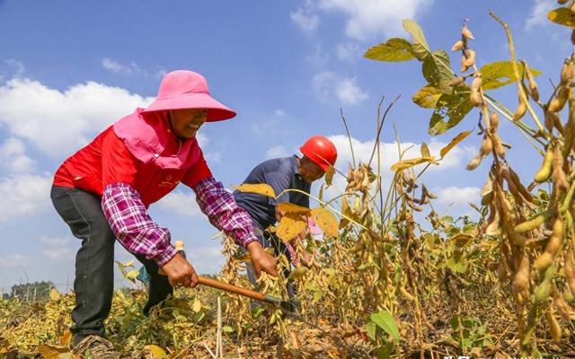 大豆价格再次受到“重创”，大幅度下跌，2023年10月6日大豆行情