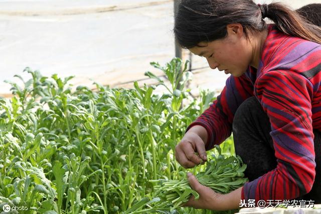 该种茼蒿了！你选对品种了吗？怎样才能高产？早看早知道