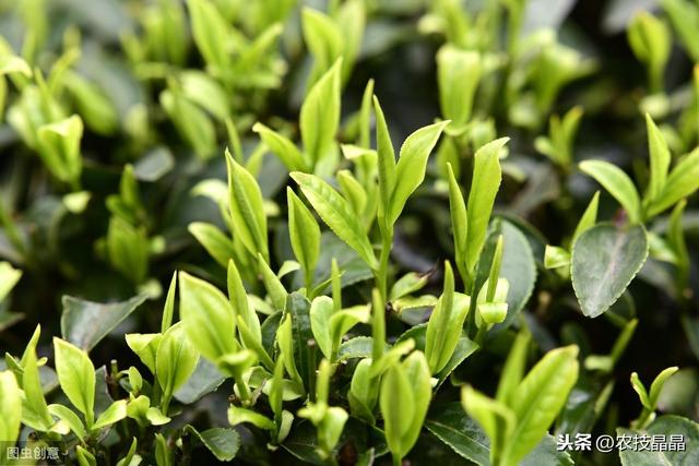 茶树良种种植管理技术，学到就是你的，还不来看吗？