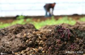 猪粪种植什么最值钱(牛粪养蚯蚓多收二十万)