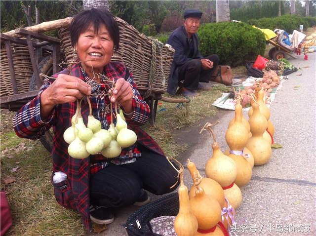 即墨鳌山卫村民：一不小心，种出了“钱葫芦”