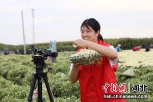 菊花种植基地(河北南宫：菊花种植拓宽致富路)