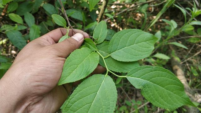 皖西大别山区的霍山山区常见的这19种中药材，你都认识吗