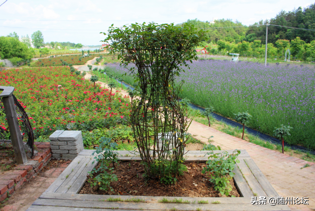 湖北随州：特色花卉基地绽放“致富花”