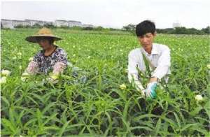 黄蜀葵种植(怎样栽培黄秋葵？管理、病虫害防治，这些技术是必要掌握的)