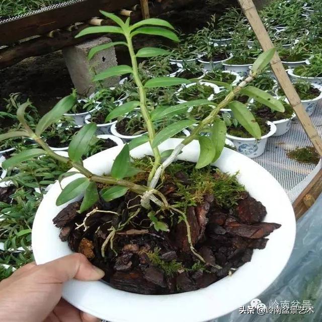 【植物百科】铁皮石斛种植方法