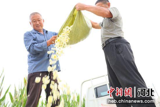 河北南宫：菊花种植拓宽致富路