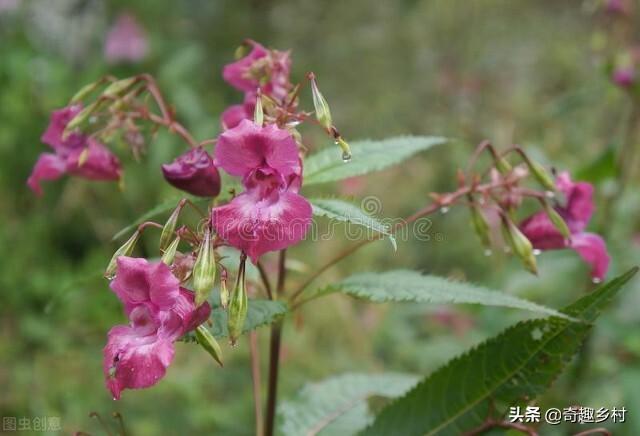 农村有一种花叫急性子，怎么样栽培种植？