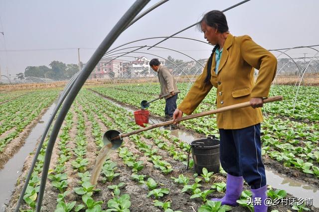 种植蔬菜用好这5个土方法，防病增产又好吃，效果神奇