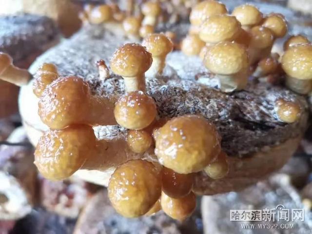 挑担把滑子菇引进哈尔滨，遭遇雪灾损失近千万元，研发蘑菇调料再闯市场……丨“蘑菇姐姐”遇见了最美的自己