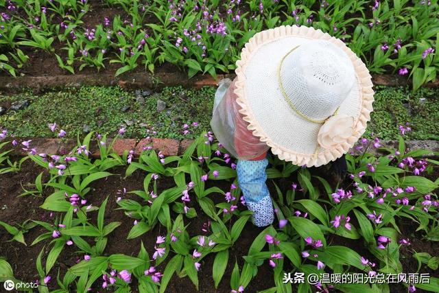 白芨的种植技术及注意事项