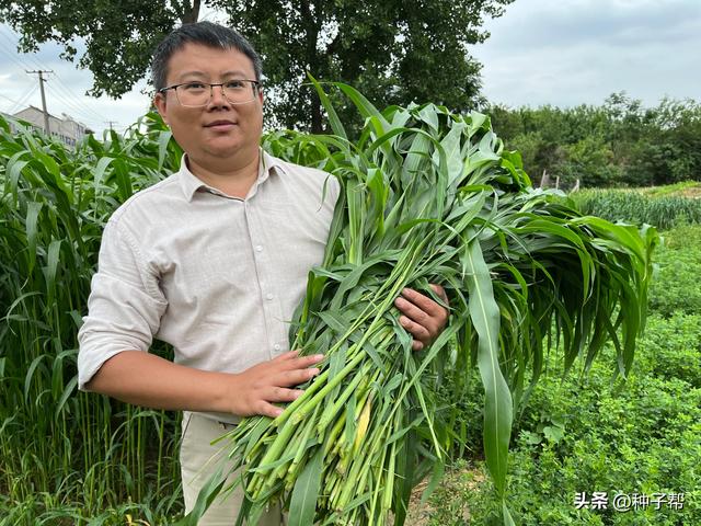 高丹草夏季种植有多少产量？怎么播种？作为牧草有哪些优势？