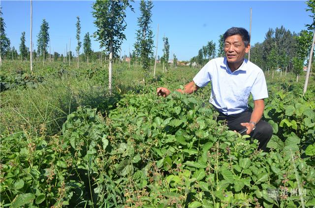 种地瓜谷子丹参油葵，洋湖乡2.5万亩流转土地告别单一玉米小麦