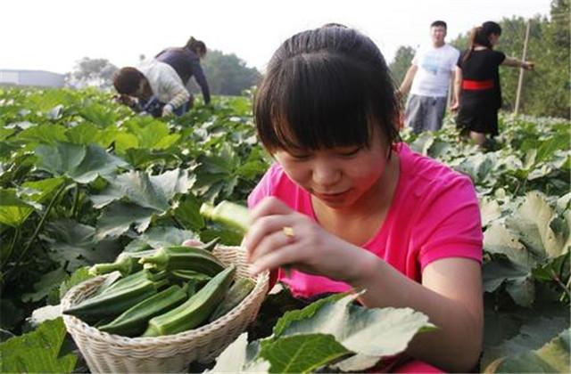 怎样栽培黄秋葵？管理、病虫害防治，这些技术是必要掌握的