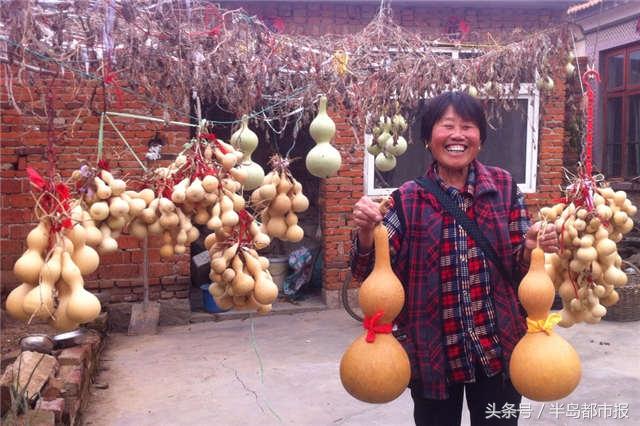 即墨鳌山卫村民：一不小心，种出了“钱葫芦”