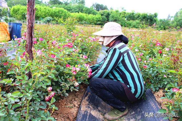 湖北随州：特色花卉基地绽放“致富花”