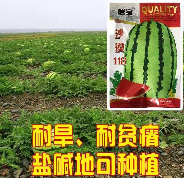 又大又甜又好种，高产可达10000斤，最新西瓜品种农民试种下